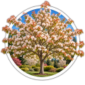 Ірга деревовидна/Amelanchier arborea 0